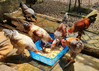 Mengenal Ayam Brahma “Si Kaki Cutbray”