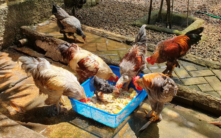 Ayam brahma lebih suka diumbar, karena hidupnya berkelompok. FOTO:  Imam Farm