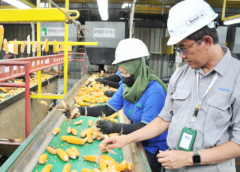 Penyediaan Benih Jagung Unggul Syngenta Seed Indonesia