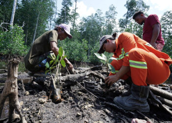 Indonesia Weda Bay Industrial Park Tanam Satu Juta Mangrove