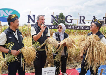 Syngenta Panen Padi Hibrida NINGRAT NK 2133
